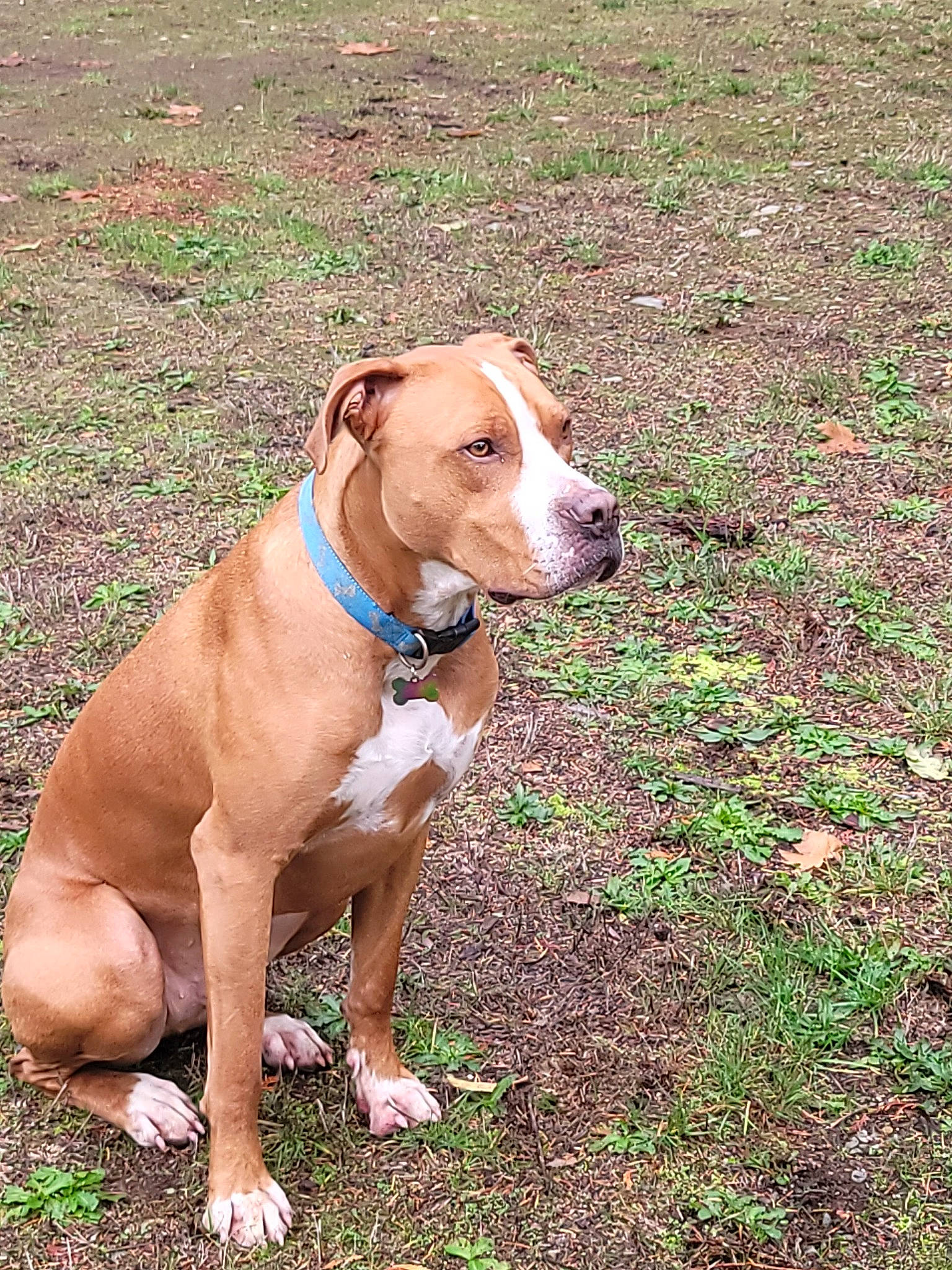 Dog joined the competition — help win amazing prizes! canidae, carnivore, collar, companion_dog, dog, dog_breed, dog_collar, dog_supply, fawn, grass, groundcover, liver, pet_supply, plant, snout, sporting_group, tail, terrestrial_animal, whiskers, working_animal