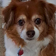 Rosie is registered to the contest to win money with this photo: dog, pet, brown_and_white, fluffy, fur, eyes, nose, collar, id_tag, carpet, indoor, close_up, portrait, paws, ears, muzzle, canine, looking_at_camera, companion, lying_down