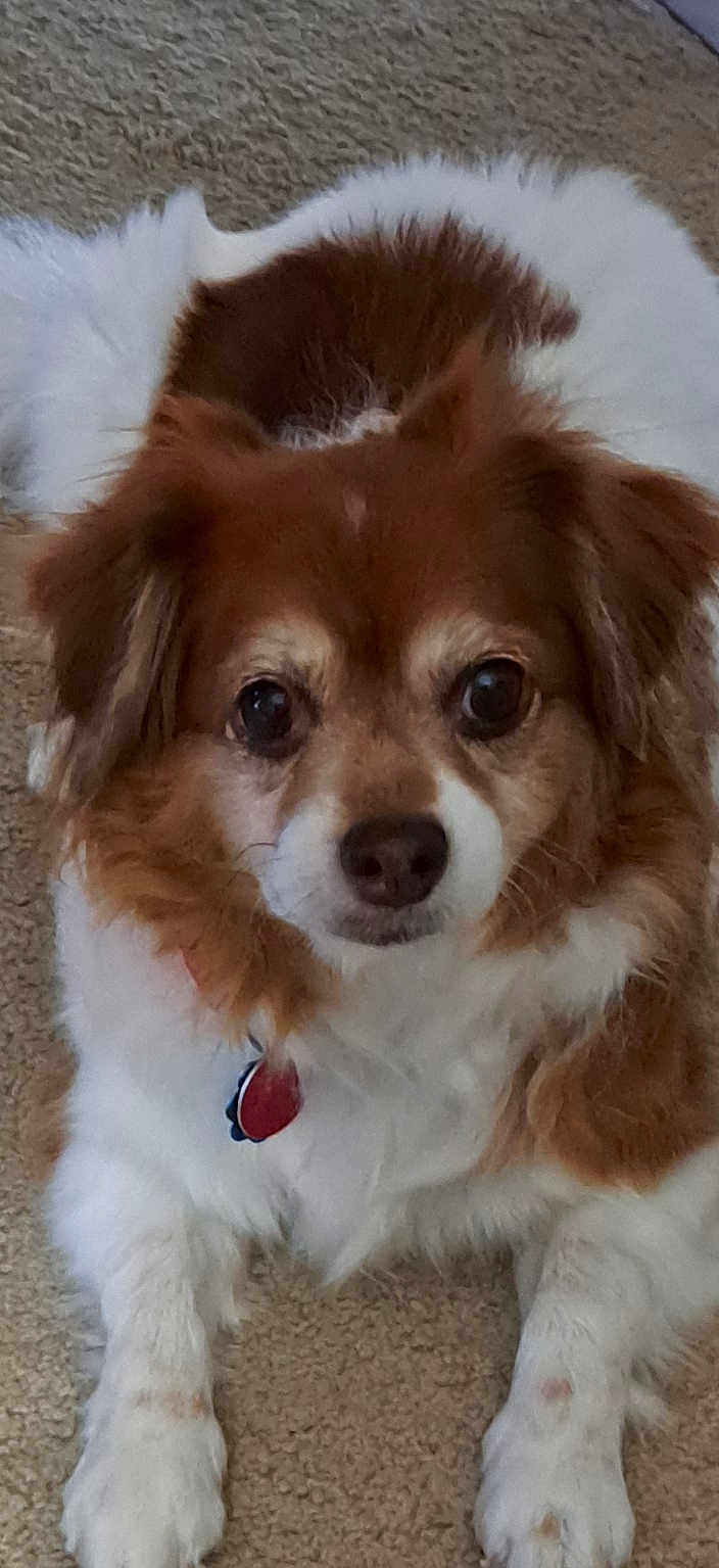 Rosie is registered to the contest to win money with this photo: dog, pet, brown_and_white, fluffy, fur, eyes, nose, collar, id_tag, carpet, indoor, close_up, portrait, paws, ears, muzzle, canine, looking_at_camera, companion, lying_down
