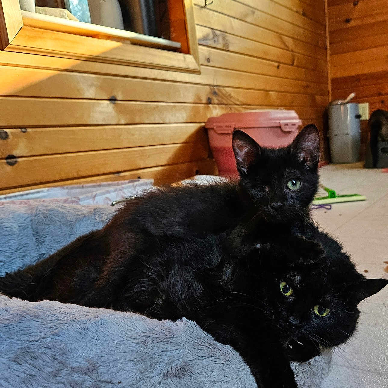 Slayer And Mimsy joined the competition — help win amazing prizes! animal, architecture, bed, blackcat, box, building, cabinet, cat, couch, den, furniture, hardwood, indoors, interiordesign, kitten, manx, pet, plywood, shelf, wood