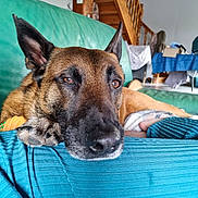 Paquito a rejoint le concours — aidez-le/la à gagner de superbes lots ! black, blanket, brown, chair, close_up, comfort, couch, dog, ears, furniture, german_shepherd, home, indoor, living_room, nose, pet, relaxed, resting, table, wooden_stairs