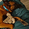Paquito participe au concours pour gagner de l'argent avec cette photo : animal, bedtime, blanket, brown_fur, canine, collar, comfort, cozy, cute, dog, elephant_plush, fur, indoor, paw, pet, relaxed, resting, sleeping, snuggle, toy