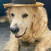 Maestro a rejoint le concours — aidez-le/la à gagner de superbes lots ! dog, golden_retriever, hat, straw_hat, pet, canine, animal, portrait, laying_down, floor, relaxed, cute, friendly, fur, ears, nose, paws, indoors, closeup, brown