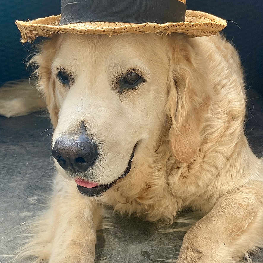 Maestro