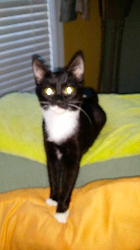 Louie