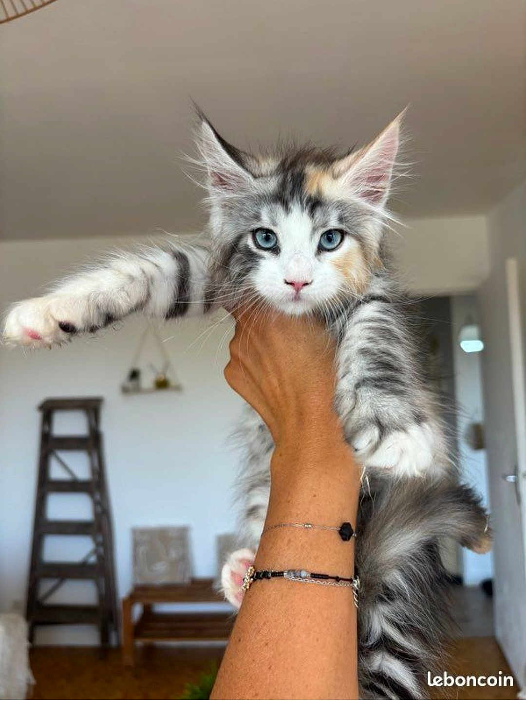 Ayumi participe au concours pour gagner de l'argent avec cette photo : cat, kitten, blue_eyes, fluffy, paw, hand, indoor, living_room, bracelet, furniture, wooden_ladder, shelf, door, wall, cute, pet, animal, portrait, stretching, domestic_cat
