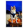 Bowie joined the competition — help win amazing prizes! dog, pumpkins, wheelbarrow, outdoor, evening, animal, pet, fall, harvest, blue_eyes, fur, harness, cute, autumn, nature, small_dog, vibrant_colors, background_people, night_sky, field