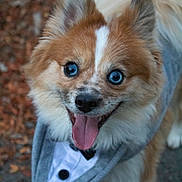 Bowie is registered to the contest to win money with this photo: dog, blue_eyes, tuxedo_outfit, tongue_out, happy, fluffy, pet, animal, outdoor, leafy_ground, cute, portrait, canine, fur, smiling, close_up, walking, leash, friendly, playful