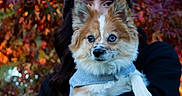 Bowie is registered to the contest to win money with this photo: dog, person, autumn, fall_foliage, leaves, outdoor, blue_eyes, knit_hat, sweater, pet, nature, portrait, holding, cute, fluffy, fall_colors, warm_clothing, canine, animal, human
