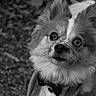Bowie is registered to the contest to win money with this photo: dog, small_dog, fluffy_fur, bow_tie, jacket, portrait, black_and_white, outdoor, pet, canine, cute, animal, close_up, fur, eyes, ears, nose, whiskers, looking_up, background_blur
