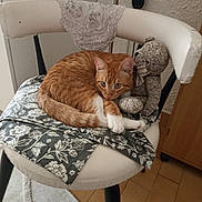 Ajax a rejoint le concours — aidez-le/la à gagner de superbes lots ! cat, orange_tabby, chair, cushion, teddy_bear, indoor, floor_tiles, lace_cloth, pet, animal, curled_up, feline, domestic_cat, cozy, resting, looking, fabric, furniture, home, cute
