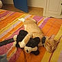 Ajax a rejoint le concours — aidez-le/la à gagner de superbes lots ! cat, sleeping, bed, striped_bedspread, orange_tabby, stuffed_animal, black_and_white, remote_control, indoor, cozy, pet, collar, relaxing, feline, home, resting, cute, animal, soft_toy, nap