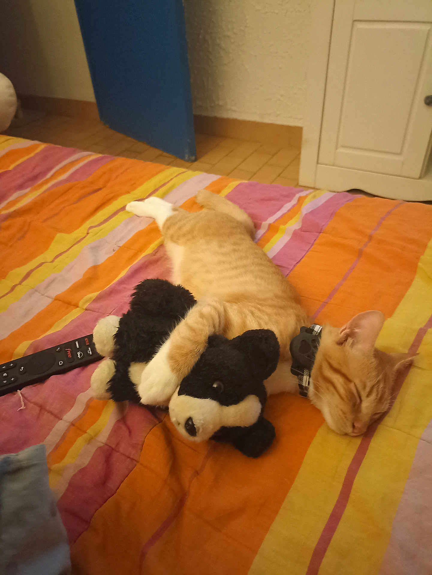 Ajax a rejoint le concours — aidez-le/la à gagner de superbes lots ! cat, sleeping, bed, striped_bedspread, orange_tabby, stuffed_animal, black_and_white, remote_control, indoor, cozy, pet, collar, relaxing, feline, home, resting, cute, animal, soft_toy, nap