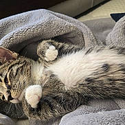 Timmy is registered to the contest to win money with this photo: cat, kitten, tabby, fur, paws, blanket, cozy, sleeping, resting, cute, pet, animal, indoor, soft, gray, white, whiskers, closeup, nap, relaxation