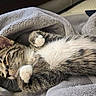 cat, kitten, tabby, fur, paws, blanket, cozy, sleeping, resting, cute, pet, animal, indoor, soft, gray, white, whiskers, closeup, nap, relaxation