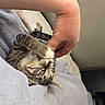 kitten, cat, tabby, pet, playful, paw, human_hand, blanket, indoor, bed, cute, feline, animal, soft_texture, resting, fur, claws, interaction, young_cat, cozy