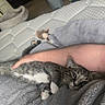 kitten, cat, tabby, pet, animal, bed, blanket, person, arm, snuggling, cozy, indoor, furniture, plush_toy, mattress, resting, cute, fur, paws, sleepy