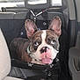 Wick is registered to the contest to win money with this photo: dog, french_bulldog, car, car_seat, pet, animal, blue_eyes, tongue_out, happy, seat_belt, collar, interior, vehicle, travel, cute, ears, face, nose, paw_print, restraint