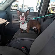 Wick joined the competition — help win amazing prizes! dog, boston_terrier, car_interior, dog_collar, leash, passenger_seat, vehicle, window, gas_station, side_mirror, seatbelt, dashboard, door_panel, pet, alert, brown_and_white, standing, daylight, travel, transportation