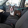 dog, boston_terrier, car_interior, dog_collar, leash, passenger_seat, vehicle, window, gas_station, side_mirror, seatbelt, dashboard, door_panel, pet, alert, brown_and_white, standing, daylight, travel, transportation