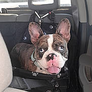 Duece joined the competition — help win amazing prizes! dog, french_bulldog, car, car_seat, pet, animal, blue_eyes, tongue_out, happy, seat_belt, collar, interior, vehicle, travel, cute, ears, face, nose, paw_print, restraint