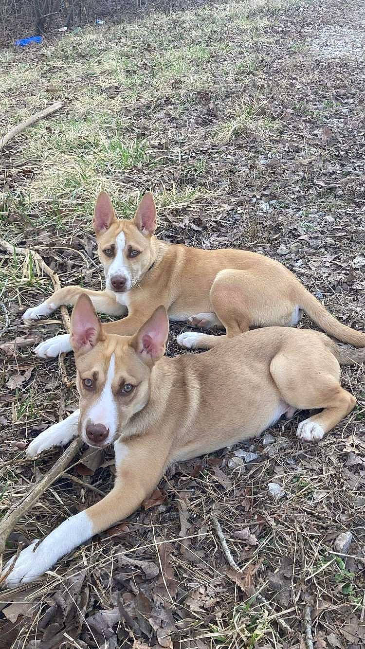 Pablo is registered to the contest to win money with this photo: canidae, carnivore, companion_dog, dog, dog_breed, fawn, hunting_dog, non_sporting_group, sporting_group, tail, terrestrial_animal, wood, working_animal