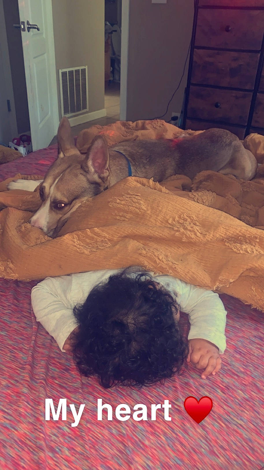 Pablo is registered to the contest to win money with this photo: canidae, carnivore, comfort, companion_dog, dog, dog_breed, door, fawn, flesh, flooring, fur, hardwood, linens, nap, picture_frame, room, small_to_medium_sized_cats, sporting_group, window_blind, wood