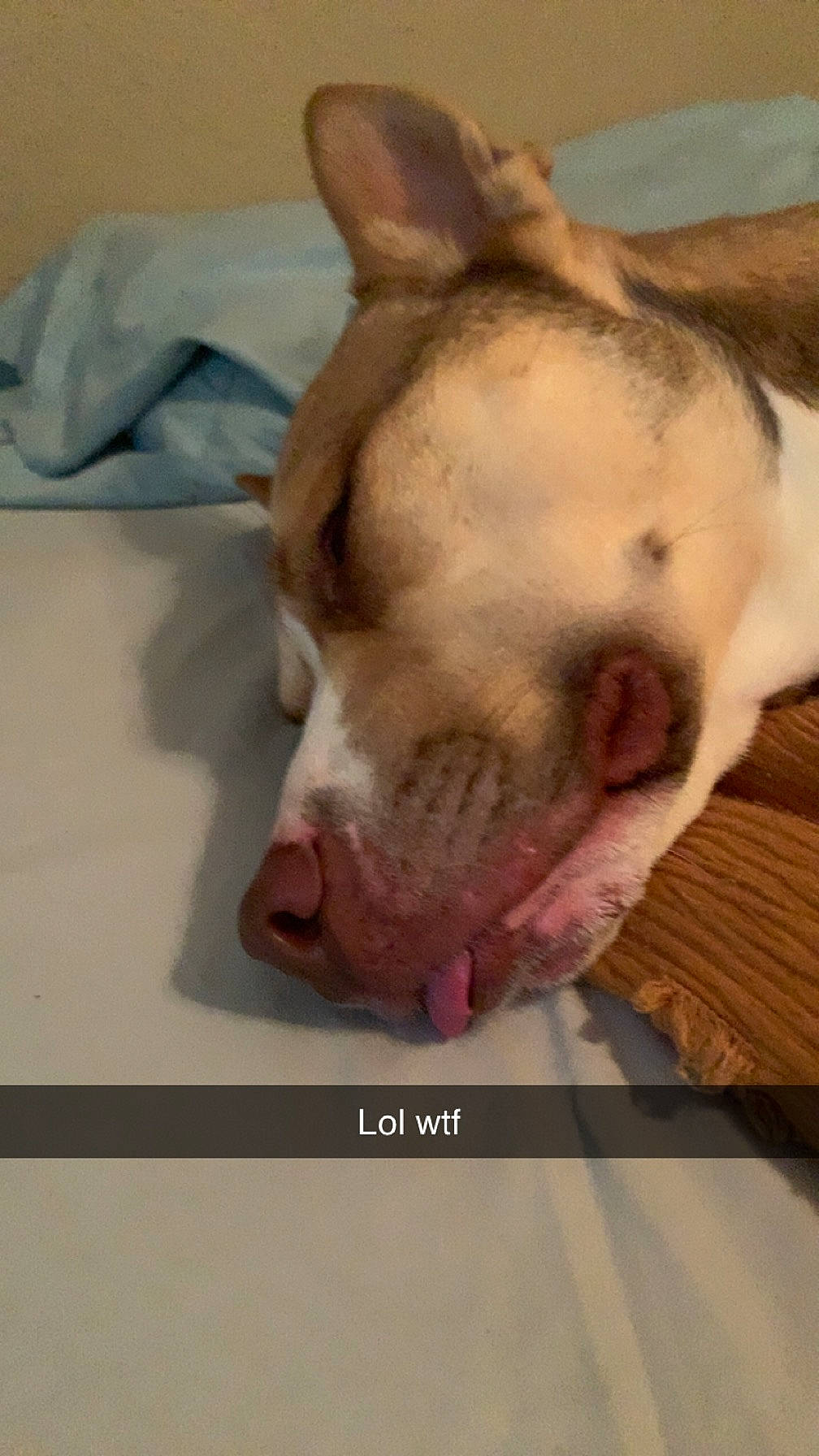 Pablo is registered to the contest to win money with this photo: canidae, carnivore, comfort, companion_dog, dog, dog_breed, ear, eye, fawn, flooring, fur, head, jaw, paw, snout, sporting_group, terrestrial_animal, whiskers, wood, working_animal