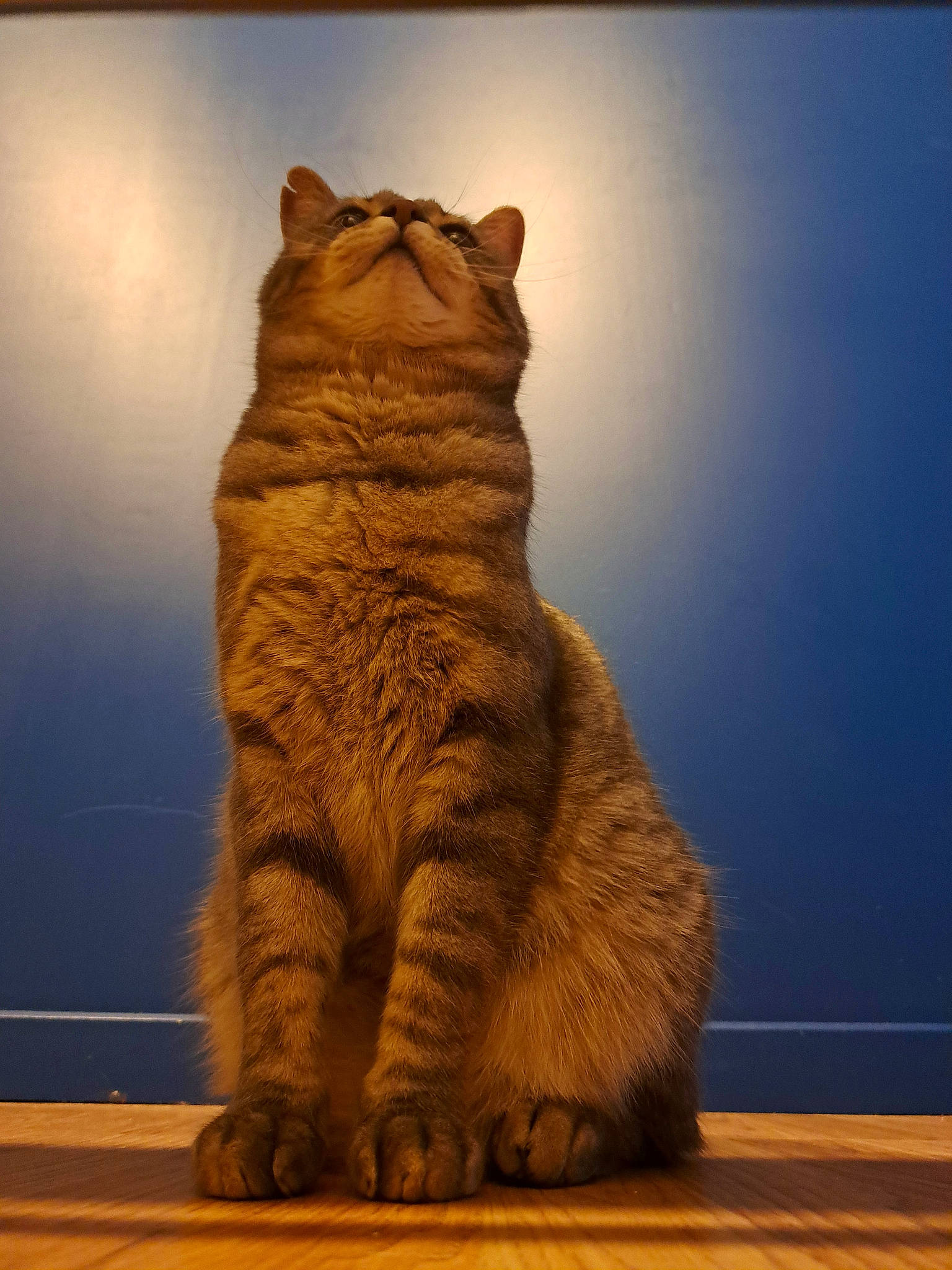 Charly a rejoint le concours — aidez-le/la à gagner de superbes lots ! big_cats, carnivore, cat, domestic_short_haired_cat, fawn, felidae, flooring, fur, landscape, monument, paw, plant, shadow, sky, small_to_medium_sized_cats, tail, terrestrial_animal, tree, whiskers, wood