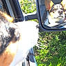 Albert participe au concours pour gagner de l'argent avec cette photo : dog, car, side_mirror, reflection, outdoor, sunlight, greenery, grass, window, pet, animal, canine, fur, nature, vehicle, daylight, portrait, looking, head_out_window, curious