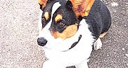 Albert participe au concours pour gagner de l'argent avec cette photo : dog, corgi, pet, animal, outdoor, concrete, leash, footwear, sneaker, jeans, fence, greenery, path, ears, black, white, brown, sitting, looking, daytime