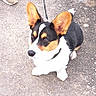 animal, black, brown, concrete, corgi, daytime, dog, ears, fence, footwear, greenery, jeans, leash, looking, outdoor, path, pet, sitting, sneaker, white
