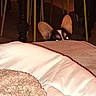 animal, bed, blanket, chair, cozy, curious, dark, dog, ears, eyes, floor, furniture, home, indoor, living_room, night, peeking, pet, shadow, table