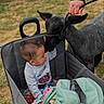 Bryson is registered to the contest to win money with this photo: animal, baby, baby_clothing, backpack, child, companionship, curious, cute, grass, hand, interaction, lamb, nature, outdoor, person, pet, playtime, soft, toddler, wagon