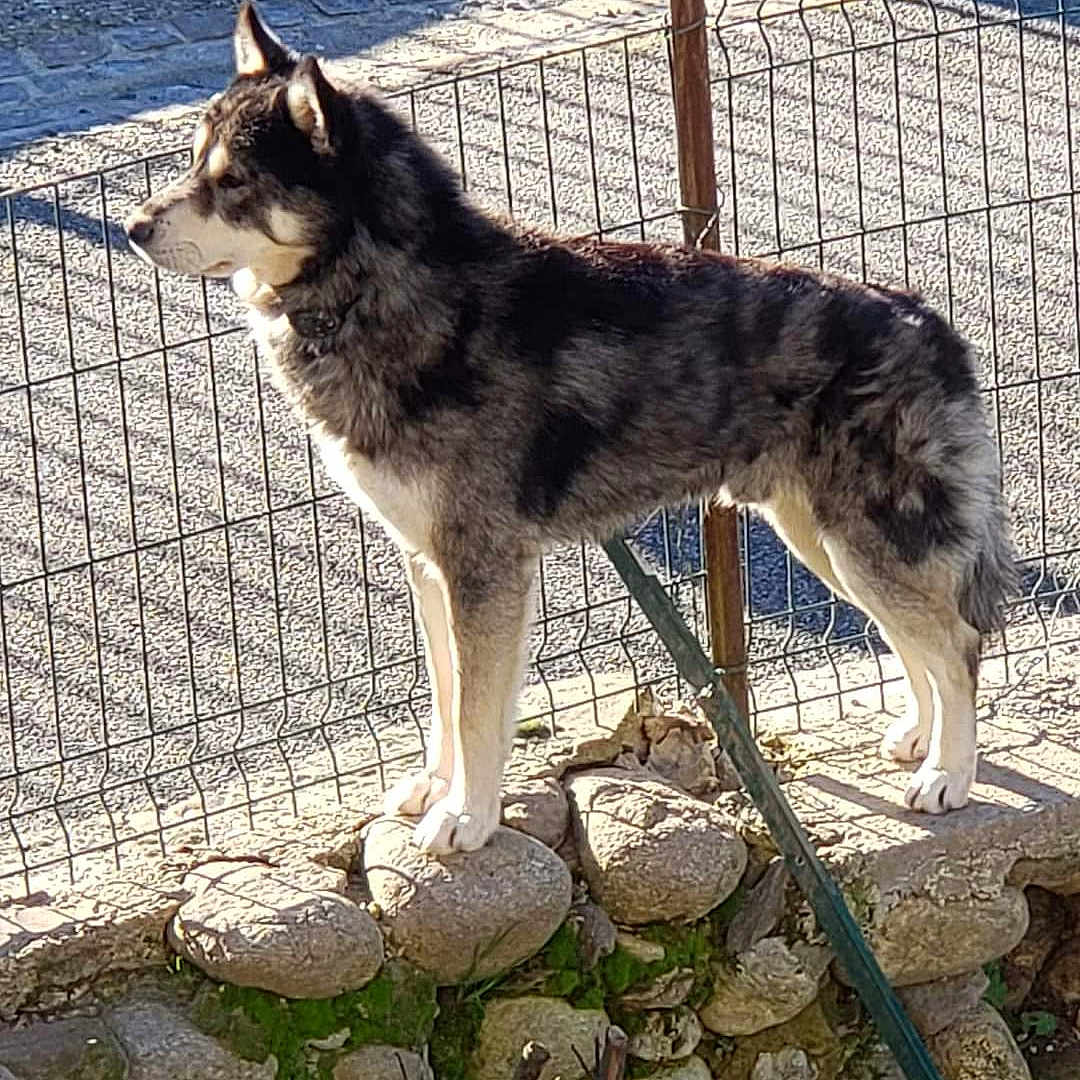 Rosko