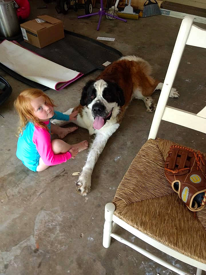 Judge joined the competition — help win amazing prizes! canidae, carnivore, companion_dog, dog, dog_breed, fawn, mammal, moscow_watchdog, person, sporting_group, st_bernard, working_dog