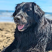 Mabu a rejoint le concours — aidez-le/la à gagner de superbes lots ! dog, black_dog, beach, sand, tongue_out, wet_fur, outdoor, sunny, happy, canine, animal, pet, nature, smiling, relaxed, summer, water, coast, closeup, portrait