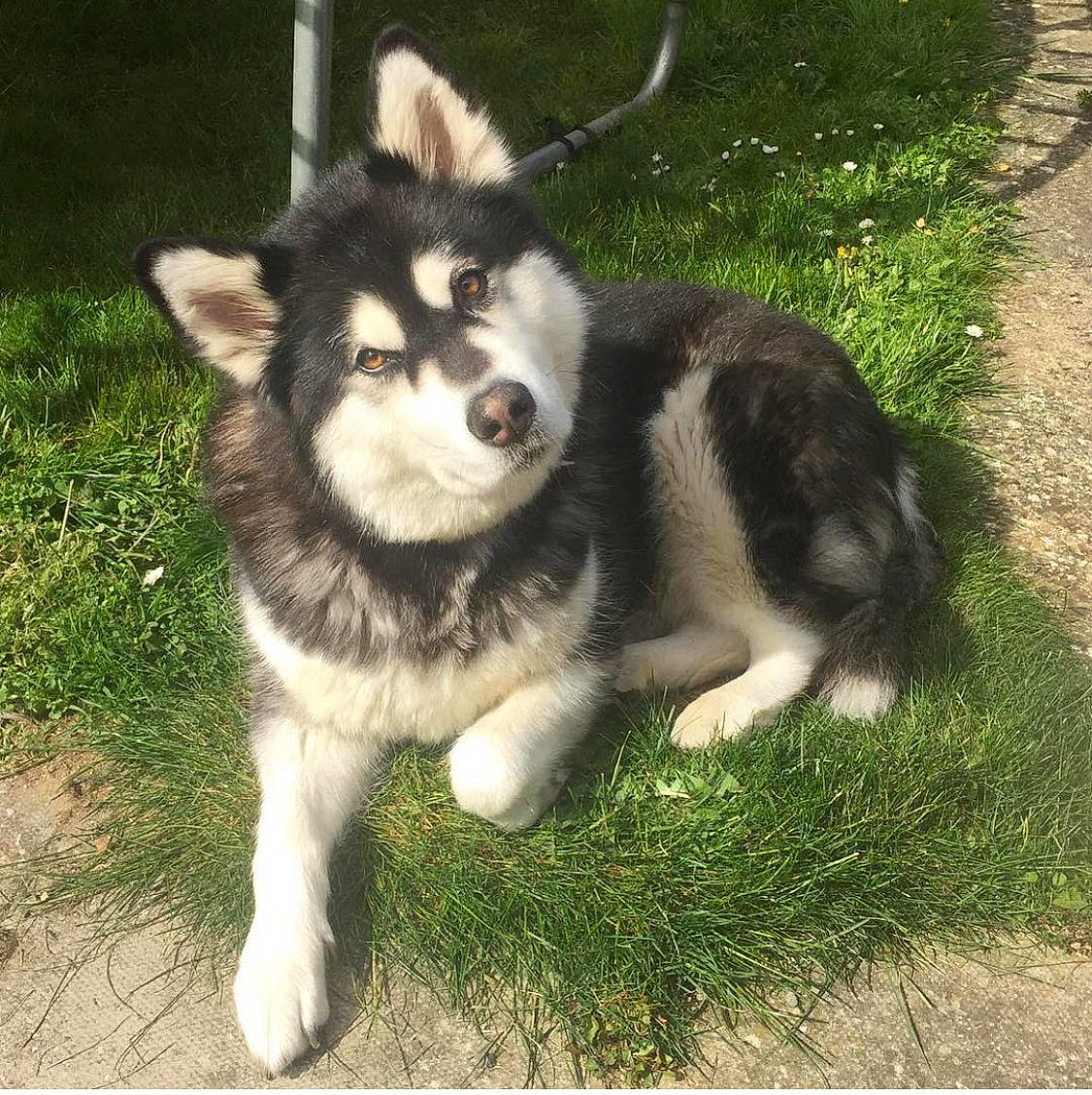 Amber Rose joined the competition — help win amazing prizes! alaskan_klee_kai, alaskan_malamute, canadian_eskimo_dog, canidae, carnivore, dog, dog_breed, jamthund, lapponian_herder, mammal, miniature_siberian_husky, native_american_indian_dog, northern_inuit_dog, sakhalin_husky, seppala_siberian_sleddog, siberian_husky, sled_dog, snout, vertebrate, wolfdog