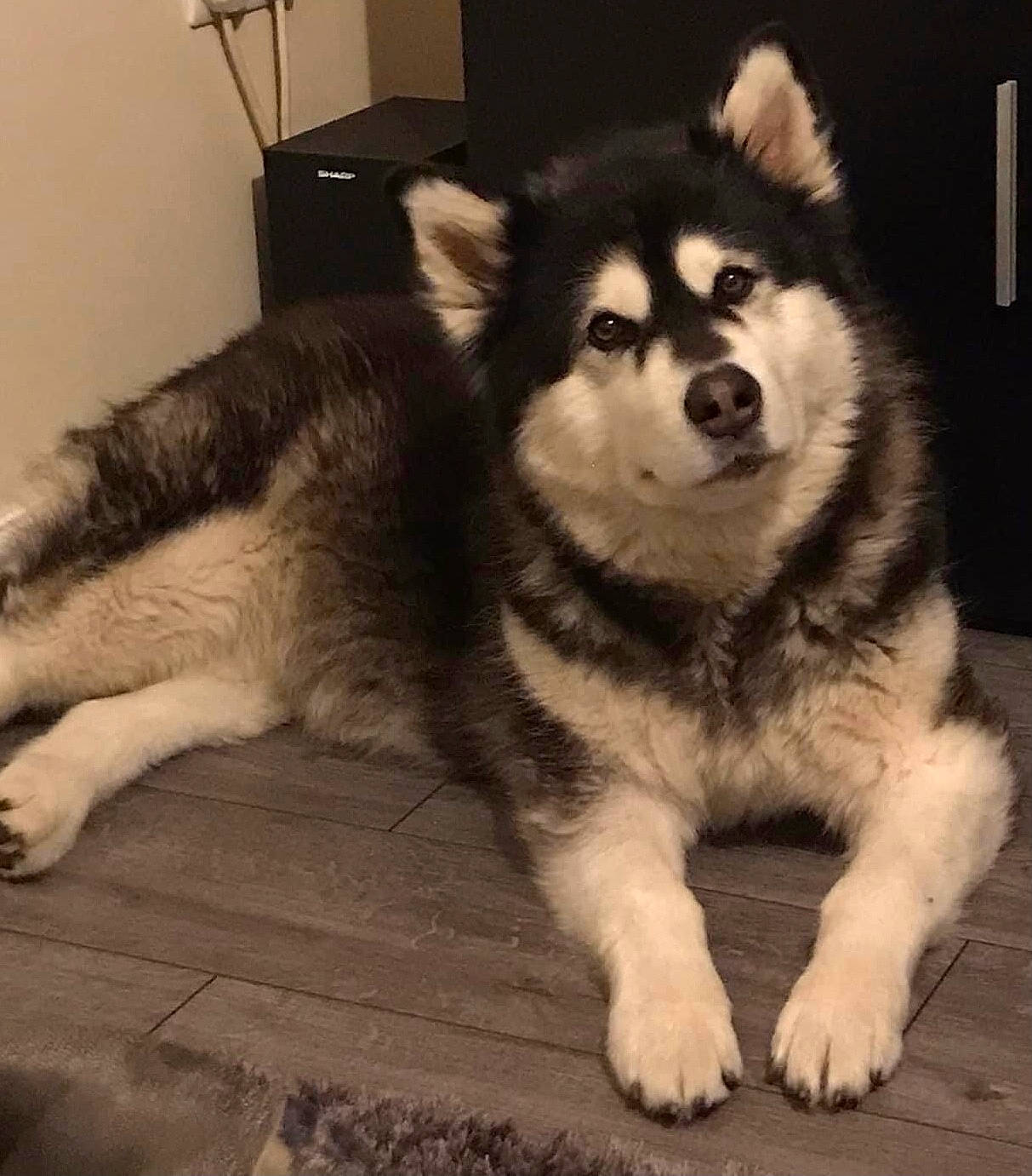 Amber Rose is registered to the contest to win money with this photo: ancient_dog_breeds, canidae, canis, carnivore, companion_dog, dog, dog_breed, flooring, foot, fur, monochrome_photography, non_sporting_group, paw, sled_dog, snout, sporting_group, terrestrial_animal, whiskers, working_animal, working_dog