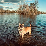 Gaïa participe au concours pour gagner de l'argent avec cette photo : dog, water, lake, tennis_ball, red_harness, outdoor, nature, trees, cloudy_sky, ripples, animal, pet, playful, fetch, canine, summer, standing, happy, shallow_water, scenic