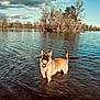 dog, water, lake, tennis_ball, red_harness, outdoor, nature, trees, cloudy_sky, ripples, animal, pet, playful, fetch, canine, summer, standing, happy, shallow_water, scenic