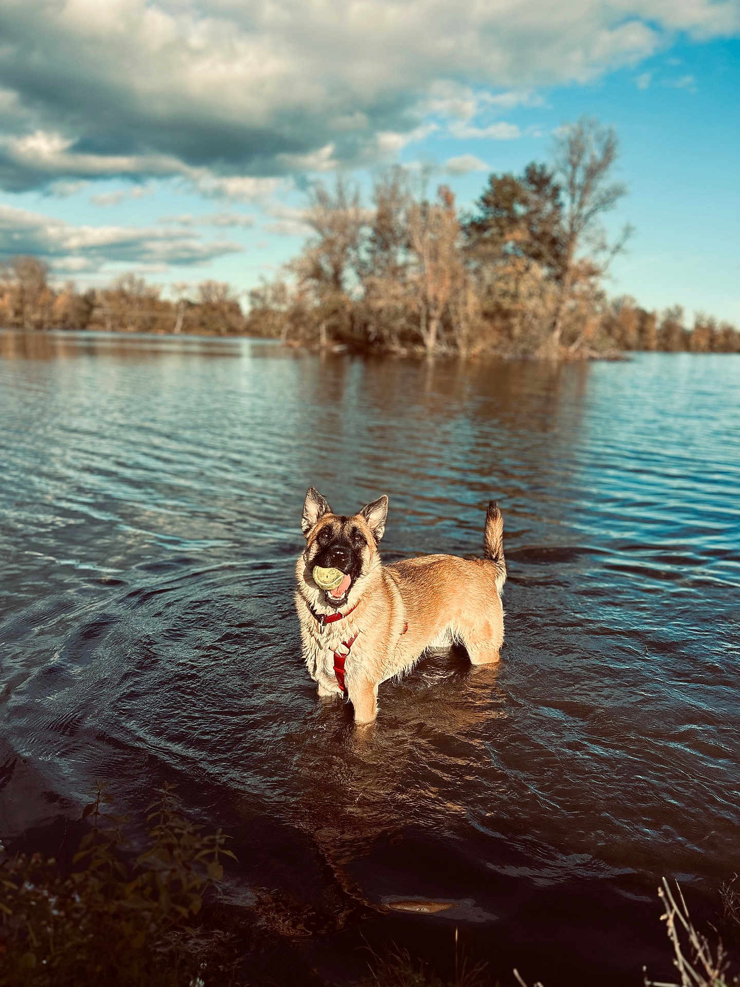 Gaïa participe au concours pour gagner de l'argent avec cette photo : dog, water, lake, tennis_ball, red_harness, outdoor, nature, trees, cloudy_sky, ripples, animal, pet, playful, fetch, canine, summer, standing, happy, shallow_water, scenic