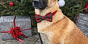 Gaïa participe au concours pour gagner de l'argent avec cette photo : animal, bow_tie, canine, christmas, cute, decorations, dog, evergreen_tree, festive, gift, green, holiday, leash, ornaments, outdoor, pavement, pet, red, sitting, white