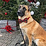 Gaïa participe au concours pour gagner de l'argent avec cette photo : animal, bow_tie, canine, christmas, cute, decorations, dog, evergreen_tree, festive, gift, green, holiday, leash, ornaments, outdoor, pavement, pet, red, sitting, white