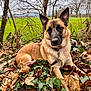 Gaïa a rejoint le concours — aidez-le/la à gagner de superbes lots ! dog, german_shepherd, leaves, ivy, outdoor, nature, fall, autumn, greenery, field, tree, branch, canine, pet, animal, fur, collar, resting, leaf_litter, cloudy_sky