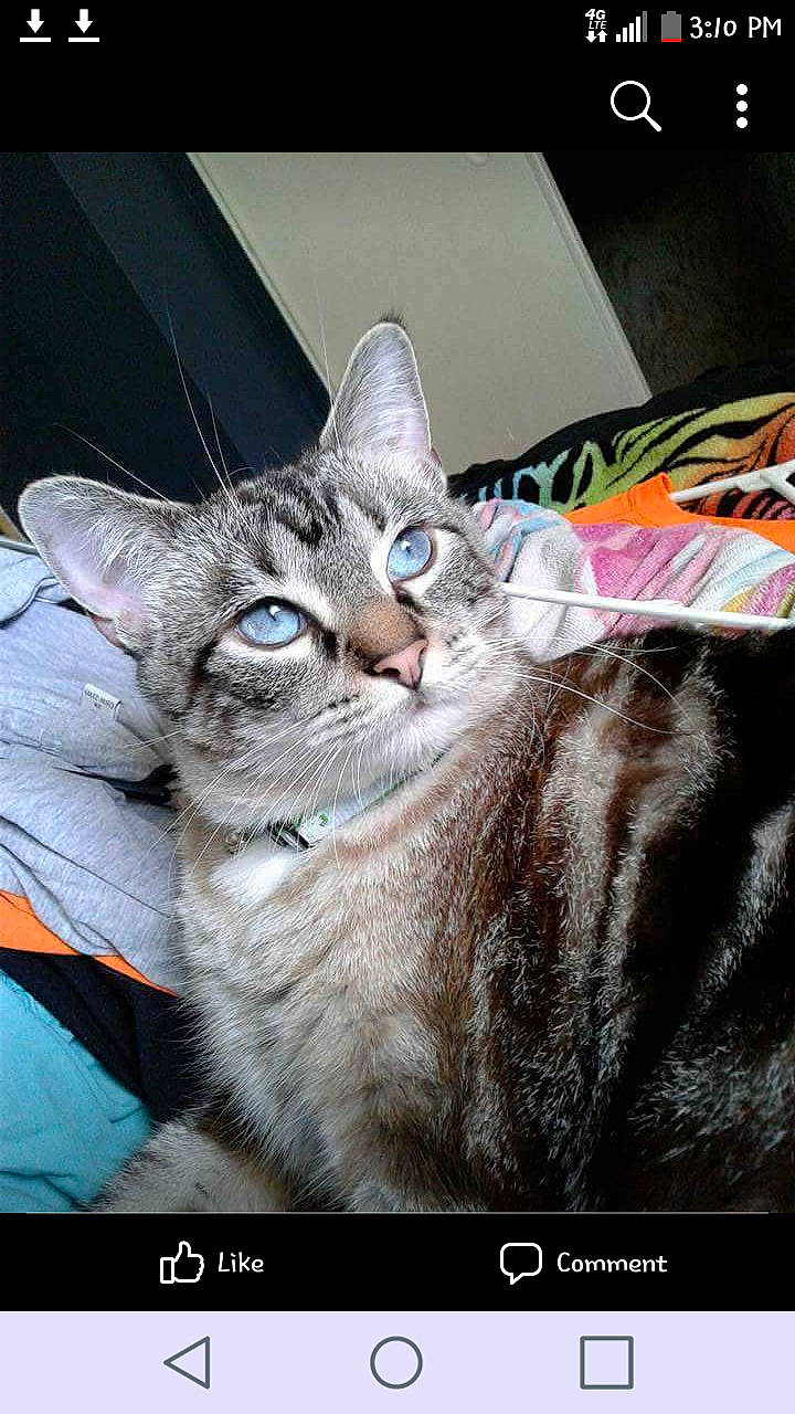 Deano joined the competition — help win amazing prizes! carnivore, cat, claw, domestic_short_haired_cat, event, felidae, font, fur, paw, photo_caption, rectangle, small_to_medium_sized_cats, whiskers