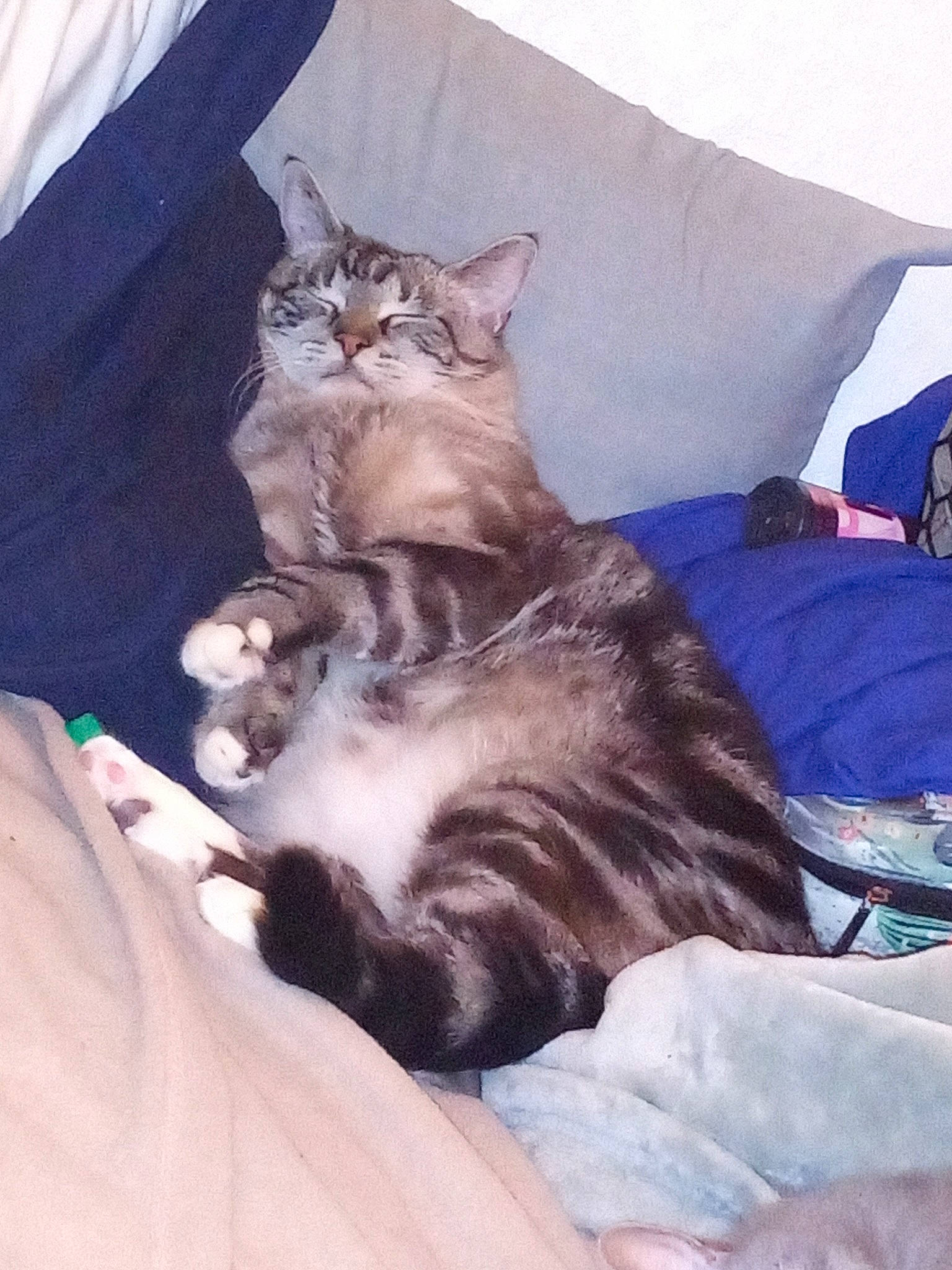 Deano is registered to the contest to win money with this photo: bed, bedding, carnivore, cat, cat_bed, claw, comfort, couch, domestic_short_haired_cat, fawn, felidae, fur, grey, linens, nap, paw, room, small_to_medium_sized_cats, tail, whiskers