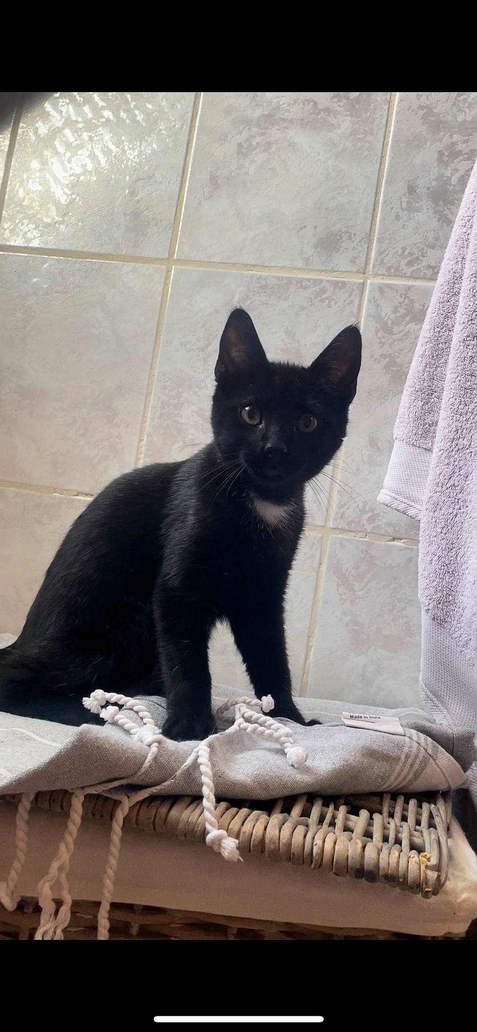 Simba participe au concours pour gagner de l'argent avec cette photo : black_cat, bombay, carnivore, cat, cat_supply, claw, comfort, domestic_short_haired_cat, felidae, fur, grey, linens, paw, pet_supply, sitting, small_to_medium_sized_cats, snout, tail, terrestrial_animal, whiskers