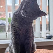 Lexie is registered to the contest to win money with this photo: animal, blinds, brown_surface, cat, closeup, curious, cute, daylight, domestic_animal, feline, fur, gray_cat, head_tilt, house, indoor, pet, portrait, sitting, whiskers, window