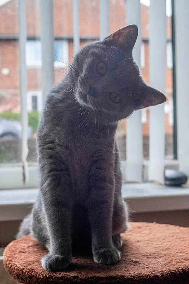 Lexie